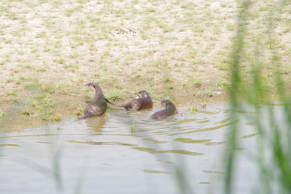 Nature Safari Resort Bardiya Esterno foto